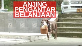 VIDEO: Anjing Penjaga 