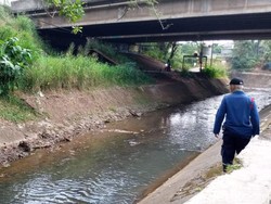 Petugas Damkar Buru Ular Sanca yang Tewaskan ABG di Serpong
