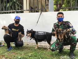 Langka! Anjing K9 Densus POM Lantamal VI Makassar Lahirkan 5 Anak