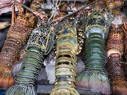 Heboh Ekspor Benih Lobster, 5 Daerah Ini Jadi Penghasil Lobster Unggulan