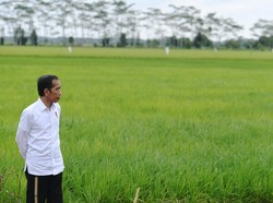 Food Estate di Sumba Tengah, Jokowi: 34% Kemiskinan Ada Di Sini