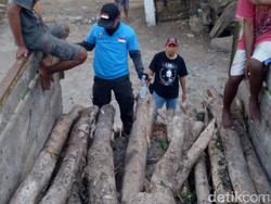 Duh! 2 Pelajar Terlibat Kasus Illegal Logging di Blora