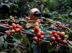 Kopi Lampung & Malang Tembus Pasar Mesir