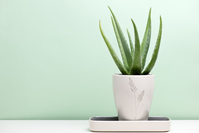 an aloe vera plant