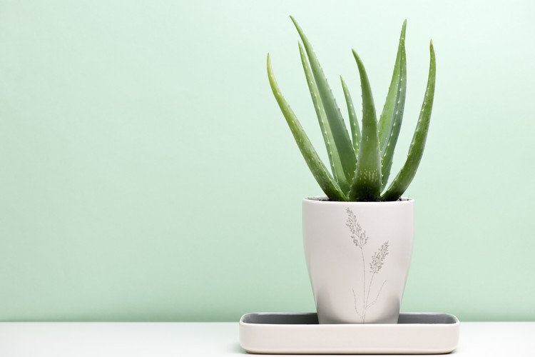 an aloe vera plant