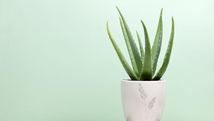 an aloe vera plant