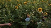 Nyalang Edisi 11 Juli 2020 Carlota Sanchez, 7, tries to smell a sunflower as she visits the Columbia Bottom Conservation Area with her sisters Olivia and Marina and their mother, Cristina Palacios, Tuesday, July 7, 2020, in Spanish Lake, Mo. The Chesterfield, Mo., family spent their outing visiting some of the fields and taking photographs. (Robert Cohen/St. Louis Post-Dispatch via AP)