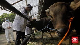Maluku Siapkan Dokter Hewan di Lokasi Pemotongan Kurban