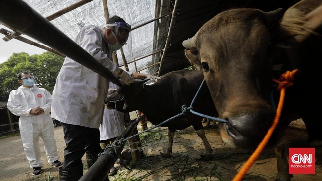 Pemprov Maluku berupaya menyiapkan dokter hewan di tempat pemotongan hewan kurban saat Iduladha demi mematuhi protokol kesehatan.