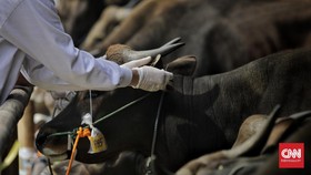 Gejala Klinis PMK pada Sapi, Kambing, dan Babi