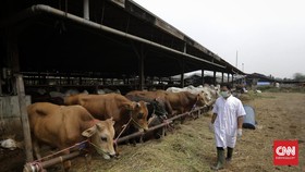 4 Upaya Holding BUMN Pangan Cegah Penyakit Mulut dan Kuku Hewan Ternak