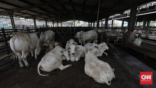 Petugas dari Pusat Pelayanan Kesehatan Hewan dan Ternak (Pusyankeswannak) Dinas Ketahanan Pangan, Kelautan, dan Pertanian (KPKP) DKI Jakarta memeriksa gigi seekor sapi di Rumah Potong Hewan (RPH) Cakung, Jakarta, Jumat, 10 Juli 2020. CNN Indonesia/Adhi Wicaksono