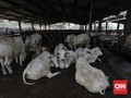 Pandemi Corona, Daging Kurban Boleh Dibagikan Bentuk Olahan