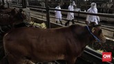 Pemeriksaan Hewan Kurban di RPH Cakung Petugas dari Pusat Pelayanan Kesehatan Hewan dan Ternak (Pusyankeswannak) Dinas Ketahanan Pangan, Kelautan, dan Pertanian (KPKP) DKI Jakarta memeriksa gigi seekor sapi di Rumah Potong Hewan (RPH) Cakung, Jakarta, Jumat, 10 Juli 2020. CNN Indonesia/Adhi Wicaksono