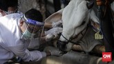 Pemeriksaan Hewan Kurban di RPH Cakung Petugas dari Pusat Pelayanan Kesehatan Hewan dan Ternak (Pusyankeswannak) Dinas Ketahanan Pangan, Kelautan, dan Pertanian (KPKP) DKI Jakarta memeriksa gigi seekor sapi di Rumah Potong Hewan (RPH) Cakung, Jakarta, Jumat, 10 Juli 2020. CNN Indonesia/Adhi Wicaksono