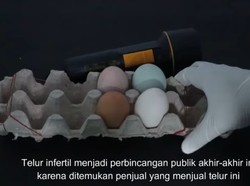 Diperbesar 1000 Kali, Telur Infertil Penuh Bakteri dan Tak Layak Konsumsi