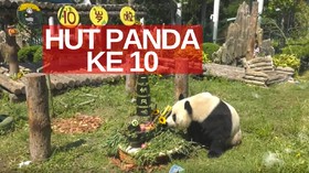 VIDEO: Panda Jinhu Rayakan Ultah Ke-10