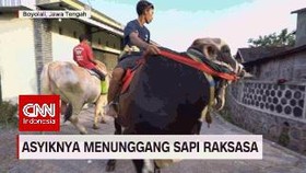 VIDEO: Asyiknya Menunggangi Sapi Raksasa