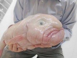 10 Evolusi Terunik pada Hewan, Ada Katak melahirkan Lewat Mulut dan Ikan Berjalan