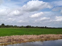Kawasan Lumbung Pangan Kalteng Diminta Nyambung ke Pelabuhan