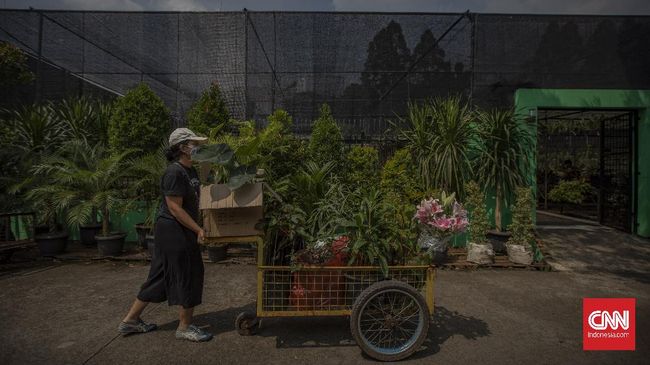 Harga beberapa jenis tanaman hias meroket semenjak pandemi Covid-19. Salah satunya, janda bolong, tanaman hias dari keluarga monstera.
