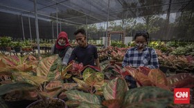 FOTO: Berburu Tanaman Hias di Selatan Jakarta