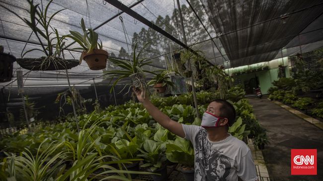 Deretan Tempat Beli Tanaman Hias Di Jabodetabek