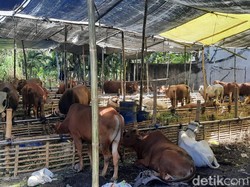 Penjual Hewan Kurban di Surabaya Kurangi Penjualan hingga 50% Saat Pandemi