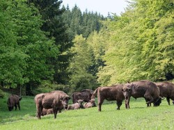 Bison Kembali ke Hutan Inggris yang Minim Satwa Liar