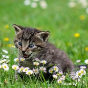 Gregetan Banget, Begini 4 Alasan Kucing Suka Membawa Hewan Melata di Hadapan Kita