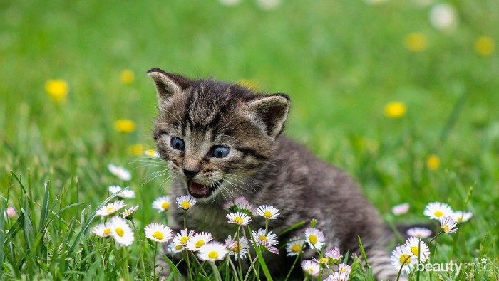 Gregetan Banget, Begini 4 Alasan Kucing Suka Membawa Hewan Melata di Hadapan Kita