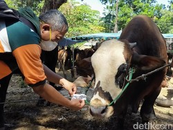 Hewan Kurban di Surabaya yang Lolos Pemeriksaan Kesehatan Diberi Gelang Stiker