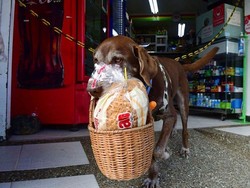 Ini Eros, Anjing 8 Tahun yang Bekerja Sebagai Pengirim Makanan
