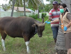 Jelang Idul Adha, Hewan Kurban di Gorontalo Diperiksa Cegah Penyakit