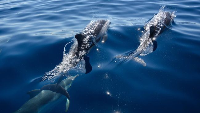 Common dolphins swim close to a boat carrying an environmentalist team working to protect Cetaceans in the Mediterranean Sea near La Ciotat, southern France, on June 23, 2020. (Photo by Christophe SIMON / AFP)