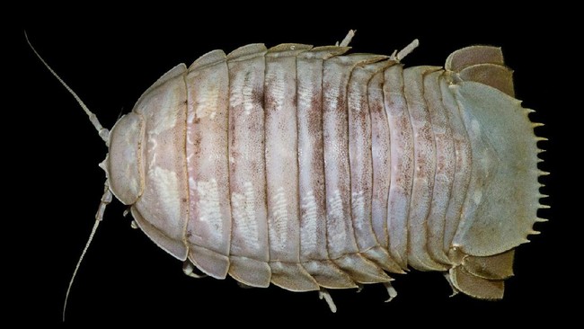 Bathynomus raksasa