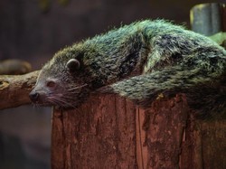 9 Fakta Binturung, Hewan yang Kabarnya Suka Isap Darah Ternak
