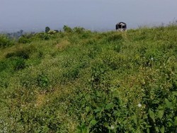 Ini Lahan Teh PTPN yang Memicu 12 Petani di Sukabumi Dipolisikan
