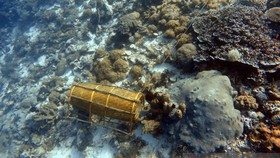 Perburuan Anemon Rusak Terumbu Karang Pulau di Alor