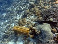 Perburuan Anemon Rusak Terumbu Karang Pulau di Alor