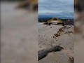 VIDEO: Banjir Luwu Utara di Sulawesi Tewaskan 19 Orang