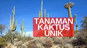 VIDEO: Kaktus Tumbuh Setinggi Apartemen