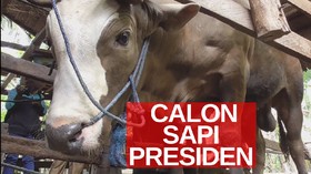 VIDEO: Calon Sapi Kurban Presiden Jokowi