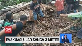 VIDEO: Evakuasi Ular Sanca 3 Meter