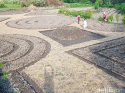 Cuma di Klaten Ada Kebun Sayur Bermotif Batik