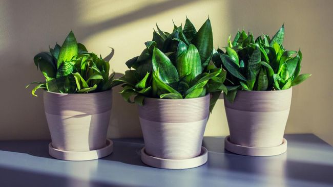 Three homeplants of sanseviera in pots on gray table.