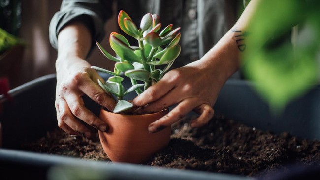 Gaya hidup masyarakat yang lebih sering di rumah meniupkan angin segar ke bisnis tanaman hias.