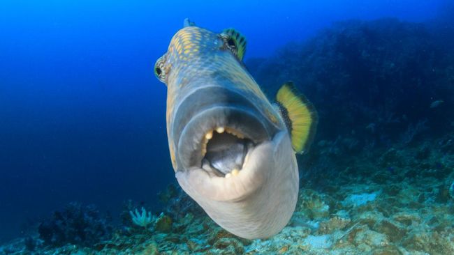 Triggerfish, Ikan yang Punya Mulut dan Gigi Seperti Manusia