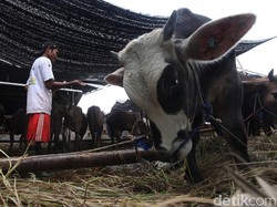 Anies: 38 Ribu Hewan Kurban Sudah Masuk Jakarta, Kondisinya Sehat