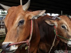 Kelompok Hewan yang Wajib Dizakati dan Syaratnya Lengkap
